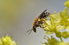 Simandrena dorsata